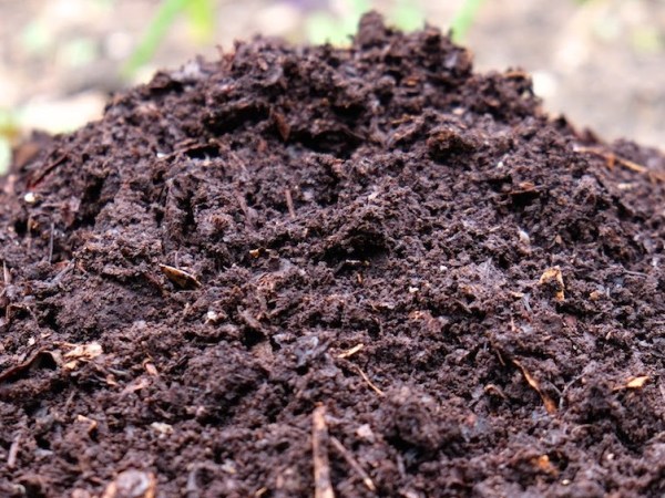 The Sad Reality: Human Composting is Now Legal in New York 