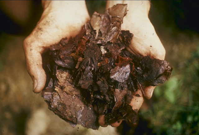 Human Composting is a No-Go in New&nbsp;York